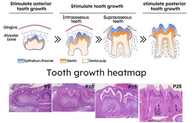 Ourlyard® Tooth Health Mineral Powder 27 Ourlyard® Tooth Health Mineral Powder